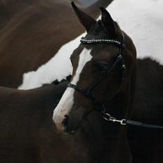 Pinto Søgårds Little Dark Pride 