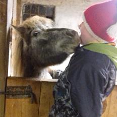 Knabstrupper Rughavens abby