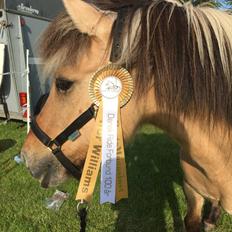 Islænder Lýsingúr fra Skovager