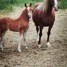 Welsh Cob (sec D) Tyngwndwn Cinderella  SOLGT