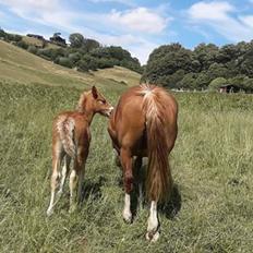Welsh Cob (sec D) Tyngwndwn Cinderella  SOLGT