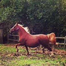 Welsh Cob (sec D) Tyngwndwn Cinderella  SOLGT