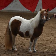 Shetlænder Dalsgaards anastacia