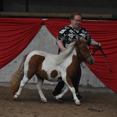 Shetlænder Dalsgaards anastacia