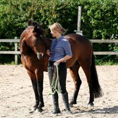 New Forest Navarana's Dion