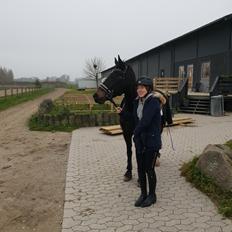 Tysk Sportspony | Etna | *Lille Pigen* | 