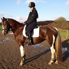 Pinto Ødegårdens Kasandra (Tidl. Lånehest)