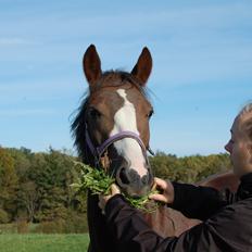 Pinto Ødegårdens Kasandra (Tidl. Lånehest)