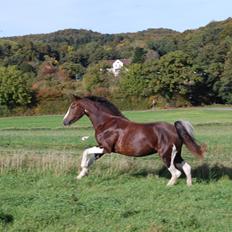 Pinto Ødegårdens Kasandra (Tidl. Lånehest)