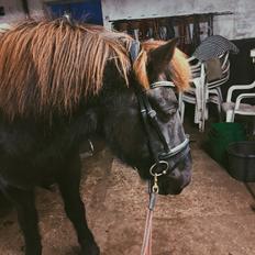 Islænder Frekur fra Dalagergård