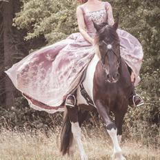 Barockpinto Sir Bailey