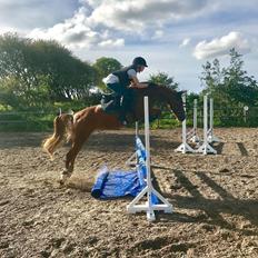 Anden særlig race Bastian (Solgt)