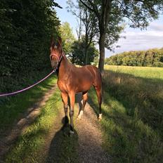 Anden særlig race Leitner's Miley (Lille My)