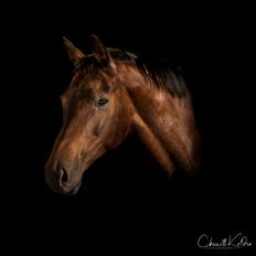 Dansk Varmblod Leticia