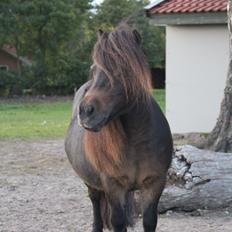 Anden særlig race Tulle (Trold)