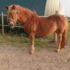 Gotlandsruss Dioni M aka Djuni