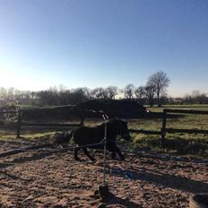 Shetlænder Fresia af veddinge