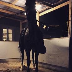 Dansk Varmblod Enghavens DJ