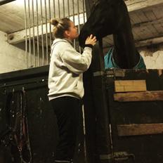 Dansk Varmblod Enghavens DJ