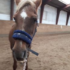 DSP Rødtjørns Duchess 