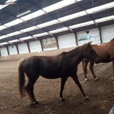 DSP Rødtjørns Duchess 