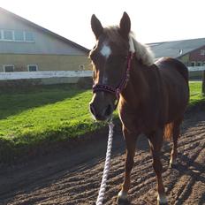 DSP Rødtjørns Duchess 