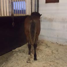 New Forest Harbogaards Solo