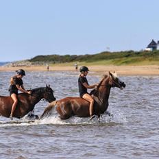 Hollandsk Sportspony Vagabond