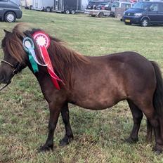 Shetlænder Pindstruphavens amona