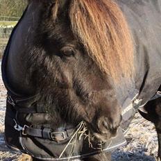 Shetlænder Pindstruphavens amona