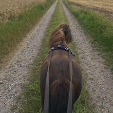 Shetlænder Pindstruphavens amona
