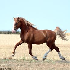 Welsh Cob (sec D) Filoe Da Vinci