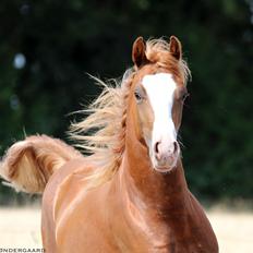 Welsh Cob (sec D) Filoe Da Vinci