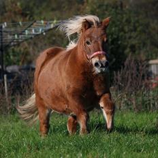 Shetlænder Lille rosendals clara