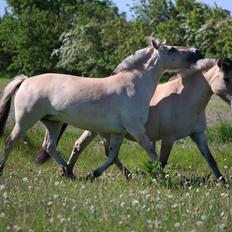 Fjordhest Clara 