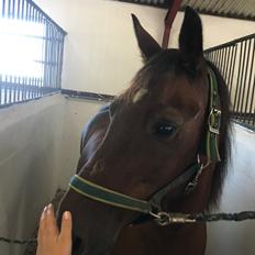 Anden særlig race Bruno