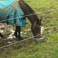 Anden særlig race Bruno