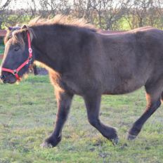 Islænder Embla fra Bakholm (Fartbøllen <3)