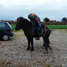 Islænder Embla fra Bakholm (Fartbøllen <3)