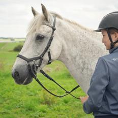 Irsk Sportspony Oldcastle Misty 