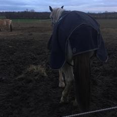 Hollandsk Varmblod Santana