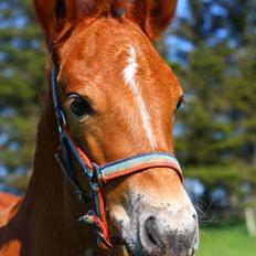 New Forest Calandias Harmony