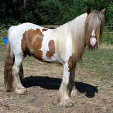 Irish Cob Nydals Dumbledore