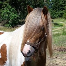 Irish Cob Nydals Dumbledore