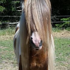 Irish Cob Nydals Dumbledore