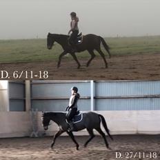 Irsk Sportspony BEIGH CASTLE [Tidl. lånepony]