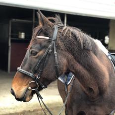 Irsk Sportspony BEIGH CASTLE [Tidl. lånepony]