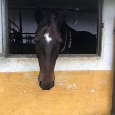 Oldenborg My Davinci 