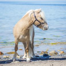 Shetlænder Stjernen's Mini-Bilbo