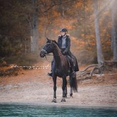 Dansk Varmblod Diega gold s.g.